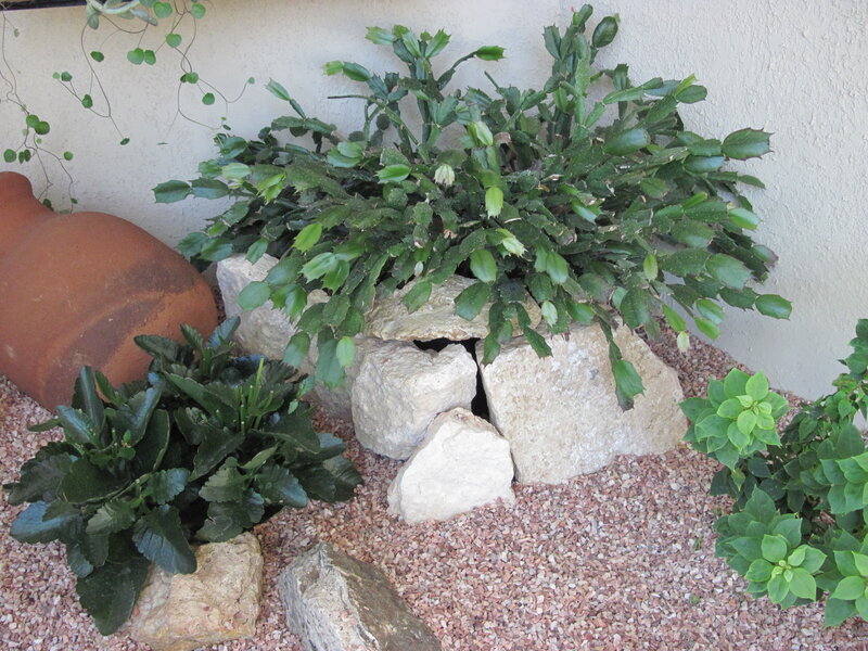 Potted Plants in Gravel
