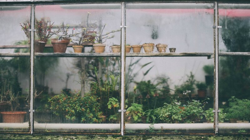 Potted Plants in Greenhouse — Green, Calm