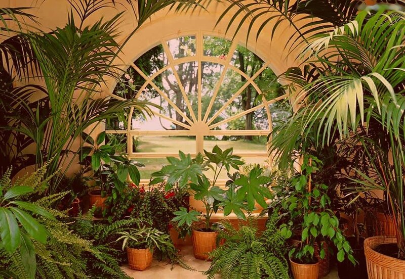 Potted Plants in Greenhouse — Green