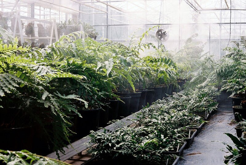 Potted Plants in Greenhouse