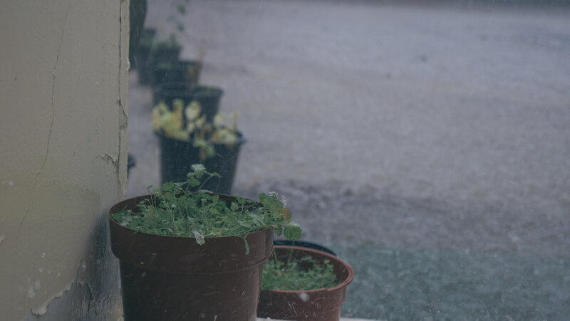 Potted Plants in Rain