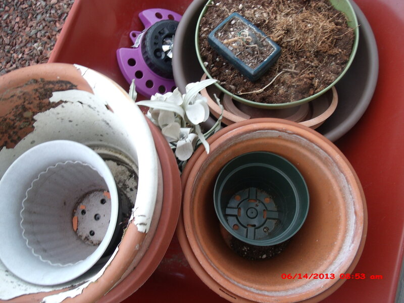 Potted Plants in Trays