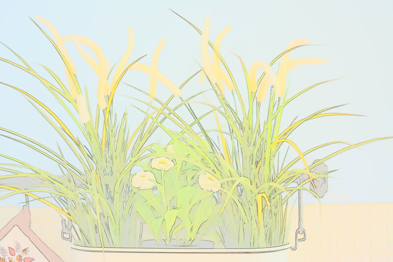 Potted Plants in Tub