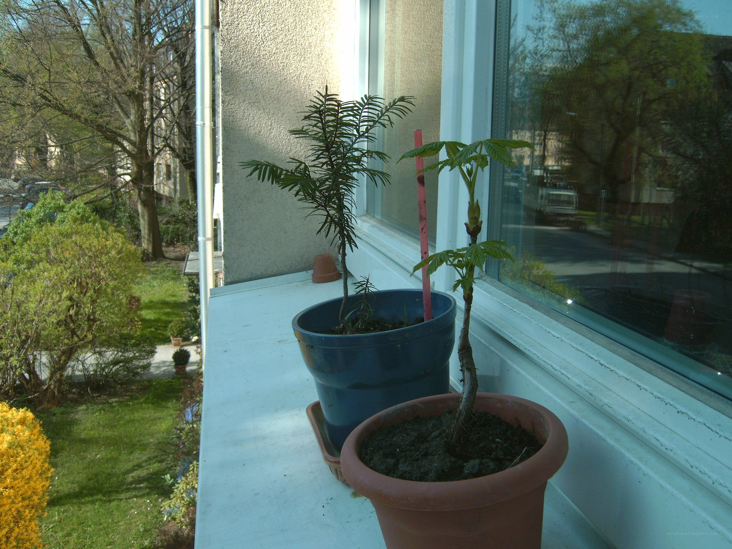Potted plants on a balcony