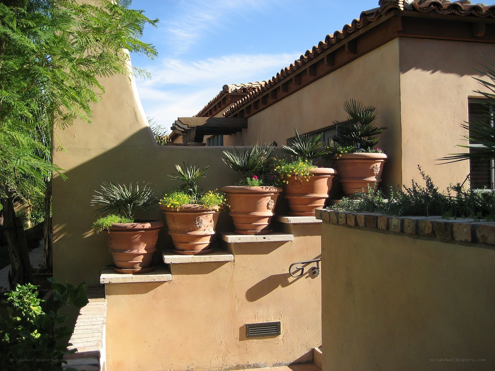 potted plants on a patio