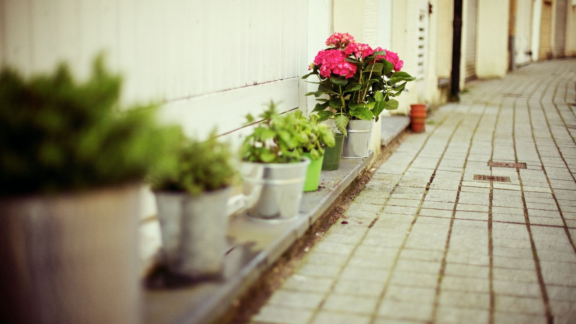 potted plants on a sidewalk