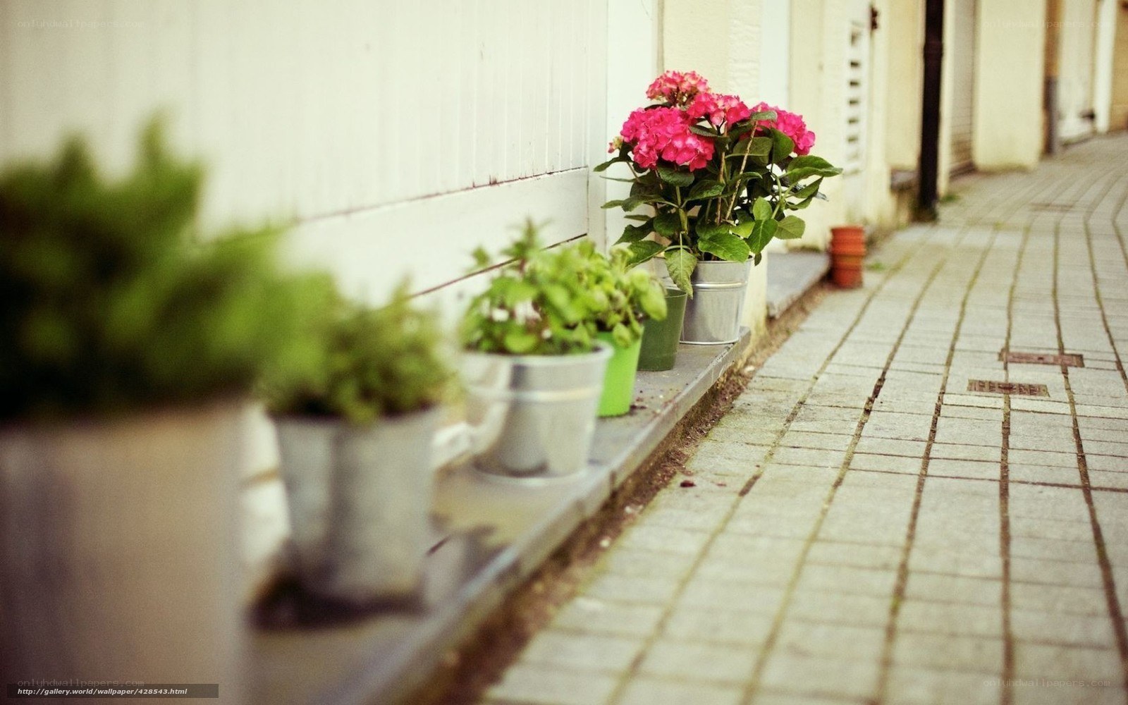 potted plants on a sidewalk