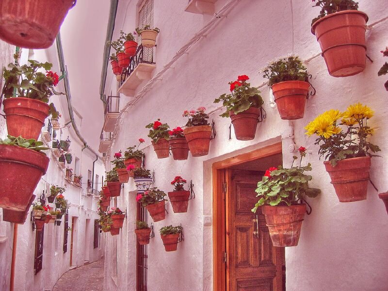 Potted Plants on a Street
