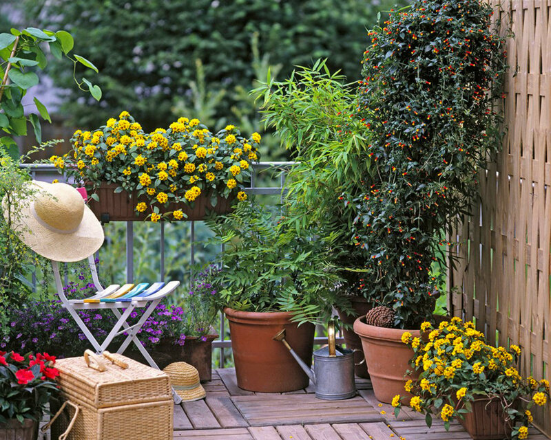 Potted Plants on Balcony — Green, Serene, Afternoon