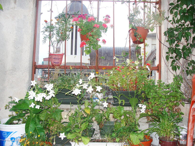 Potted Plants on Balcony — Green