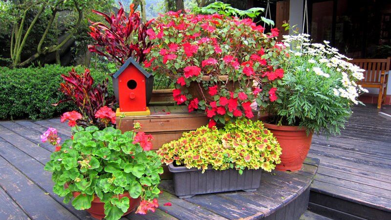 Potted Plants on Deck