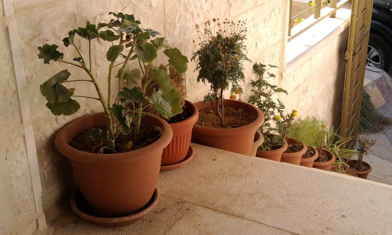 Potted Plants on Steps