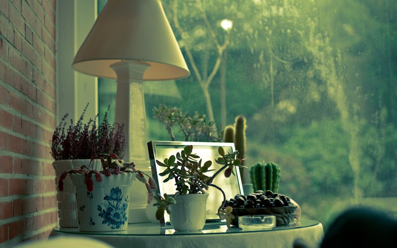 Potted Plants on Table — Green, Calm