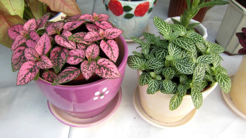Potted Plants on Table — Pink