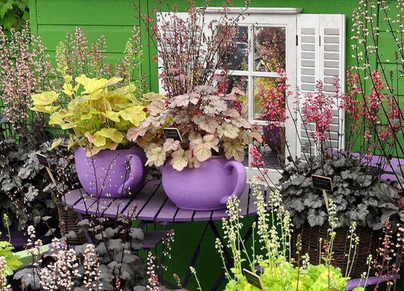 Potted Plants on Table — Purple