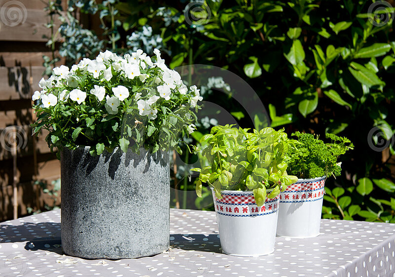 Potted Plants on Table — White, Serene
