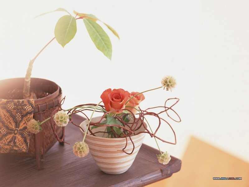 Potted Plants on Table — White