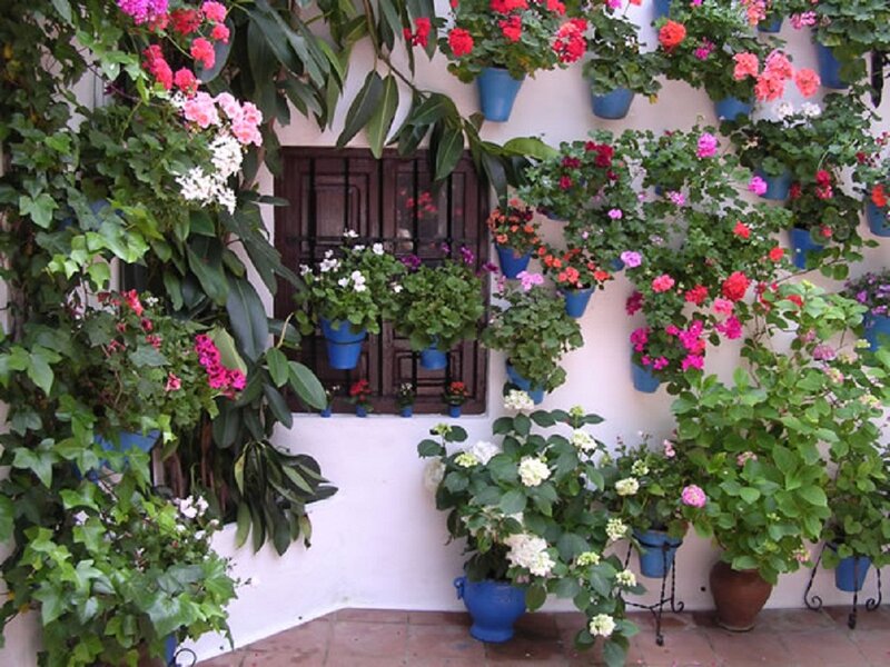 Potted Plants on Wall
