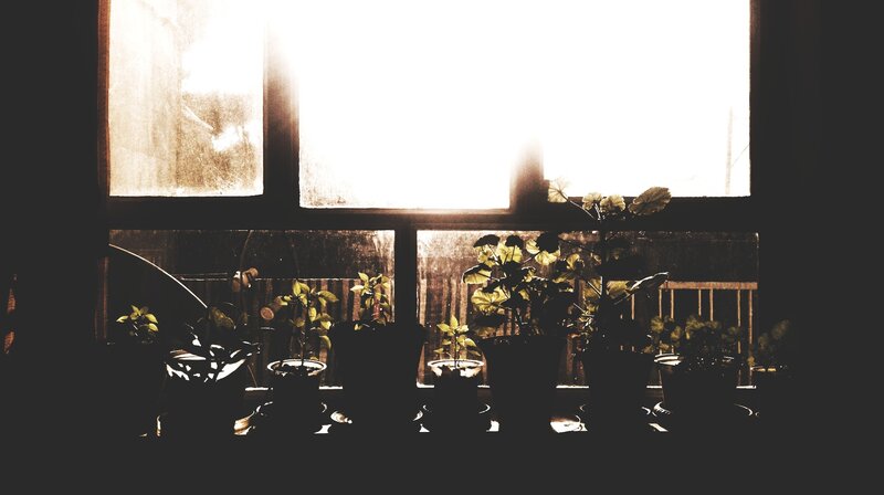 Potted Plants on Windowsill — Black
