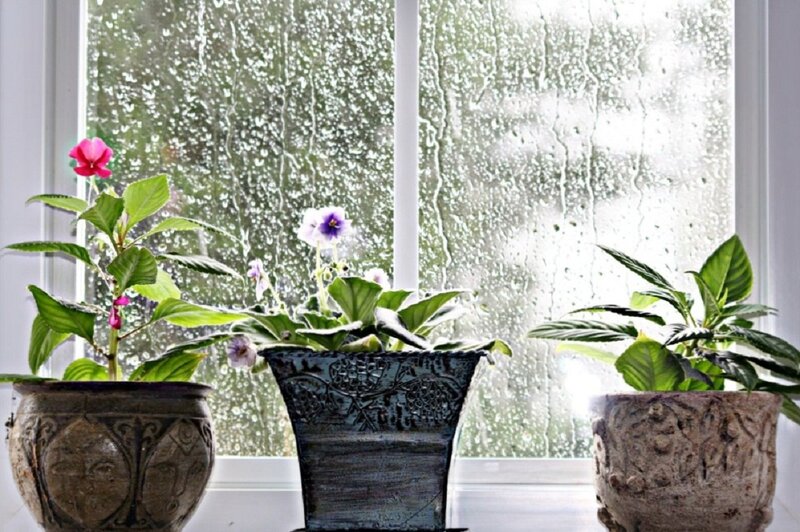Potted Plants on Windowsill — Green, Calm