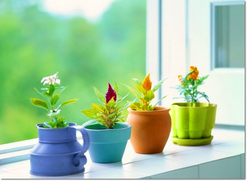 Potted Plants on Windowsill — Green, Serene