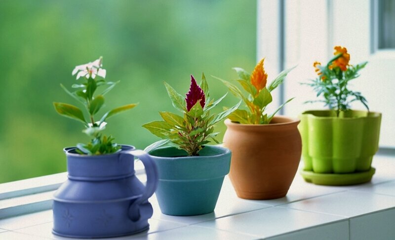 Potted Plants on Windowsill — Green