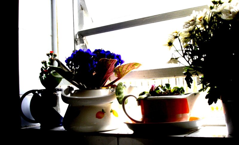 Potted Plants on Windowsill