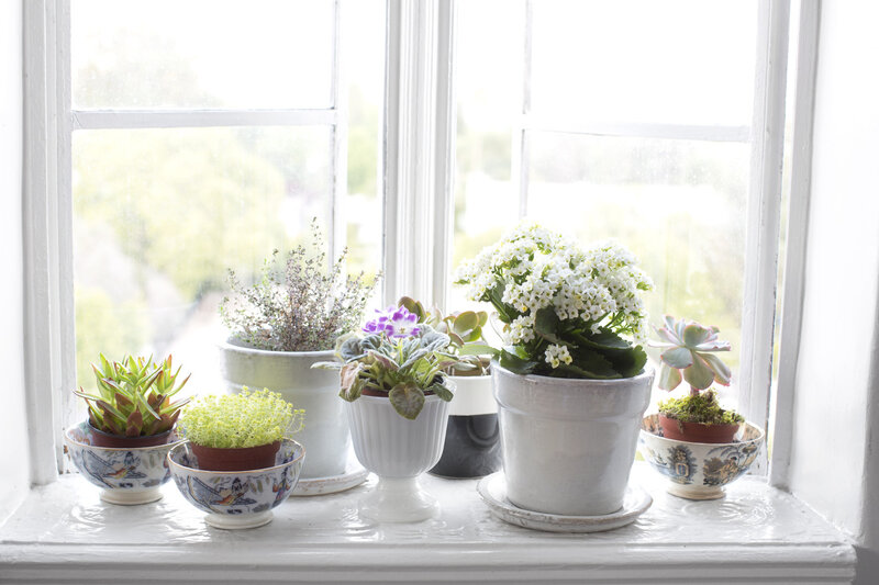 Potted Plants on Windowsill — White, Serene, Morning