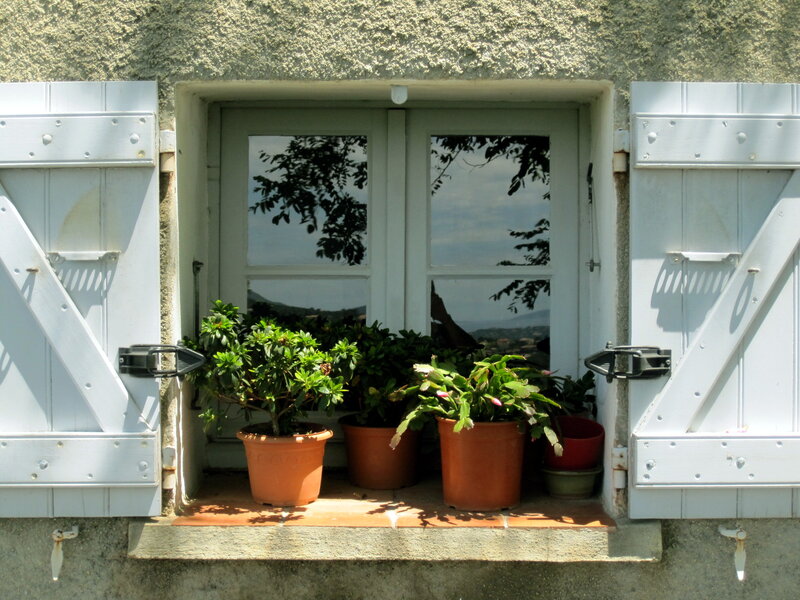 Potted Plants on Windowsill — White, Serene