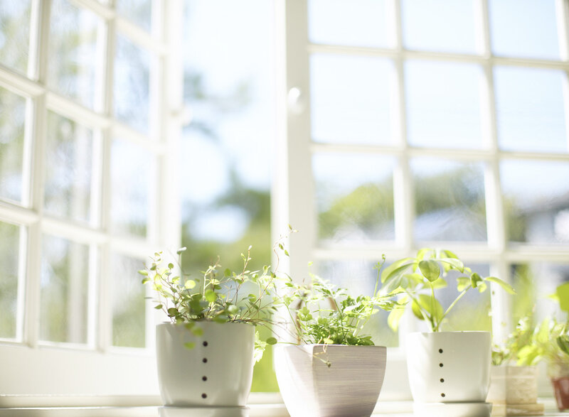 Potted Plants on Windowsill — White