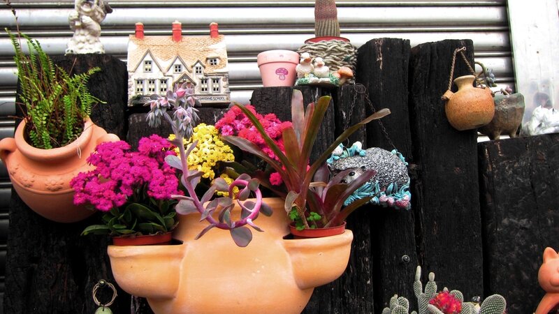 Potted Plants on Wood