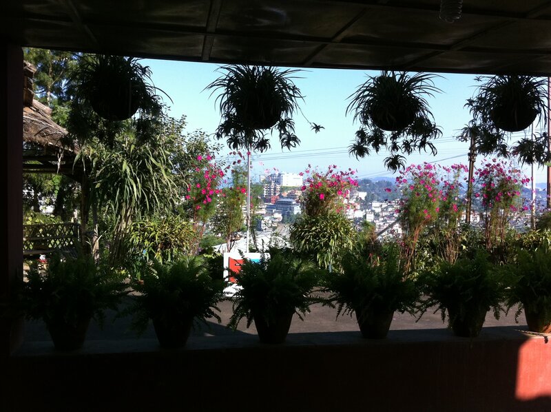 Potted Plants with City View