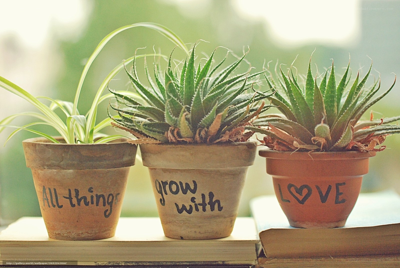 potted plants with inspirational words