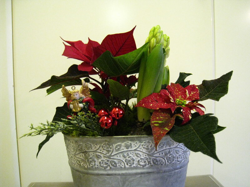 Potted Poinsettia Arrangement