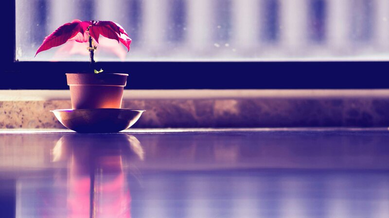 Potted Poinsettia Plant