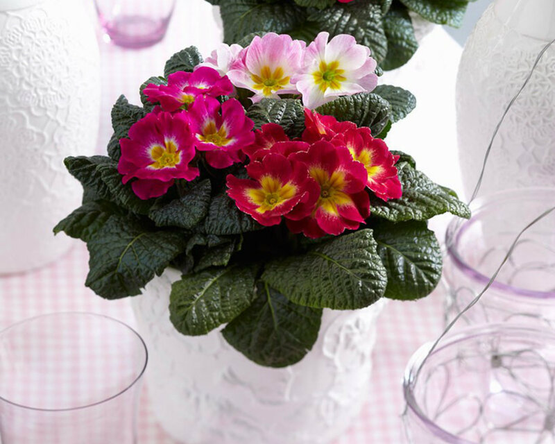 Potted Primrose Flowers — Green