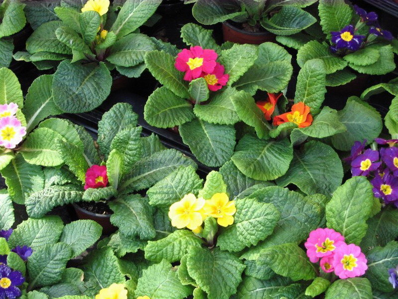 Potted Primrose Plants