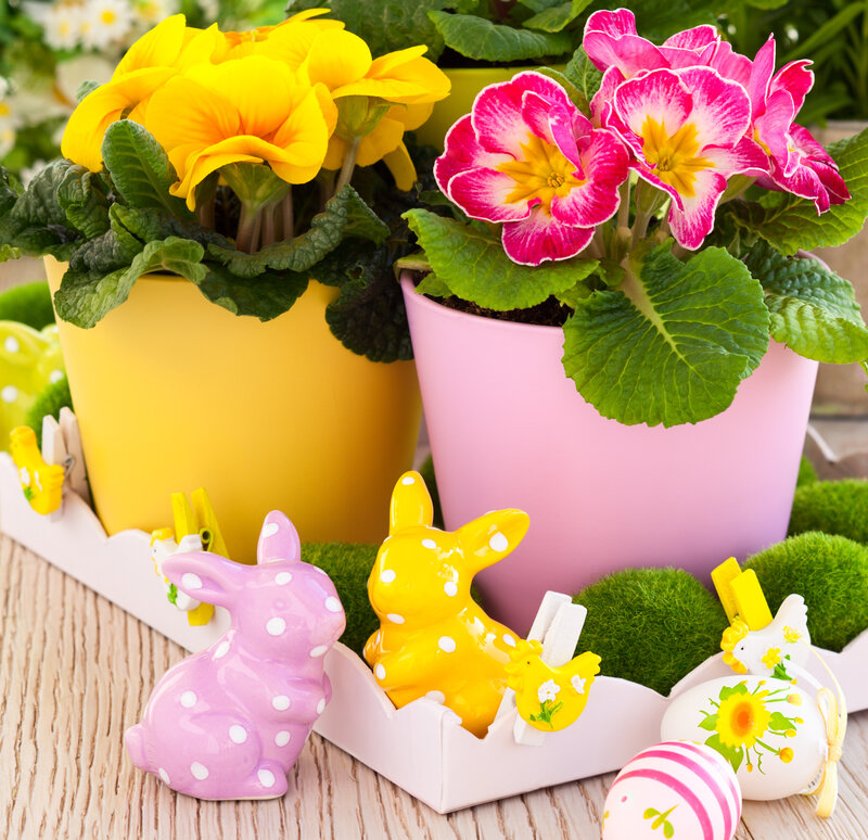 Potted Primroses and Bunnies
