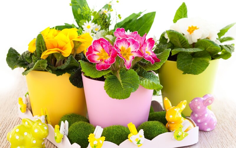 Potted Primroses and Bunnies — Yellow