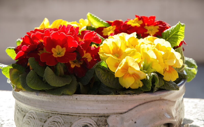 Potted Primroses in Bloom