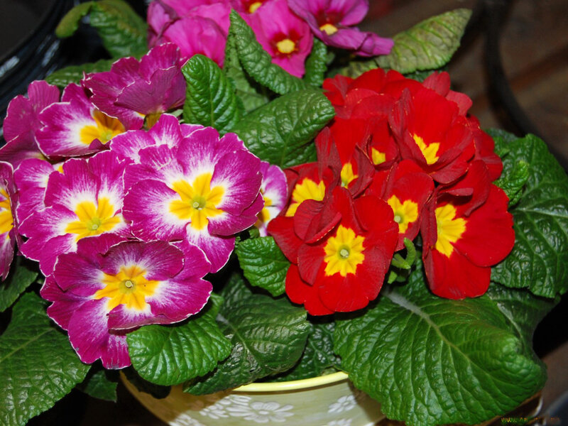 Potted Primroses