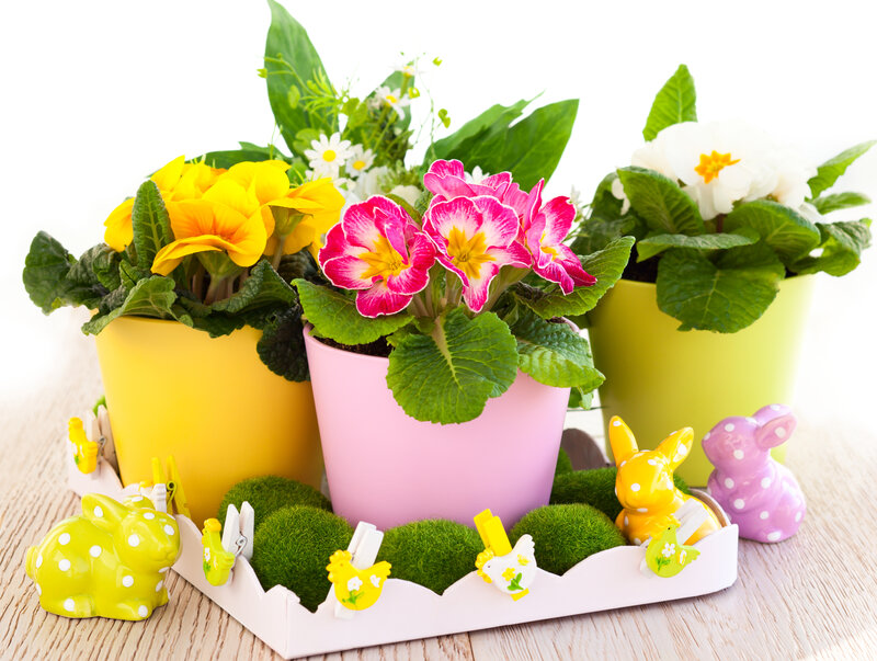Potted Primroses with Bunnies