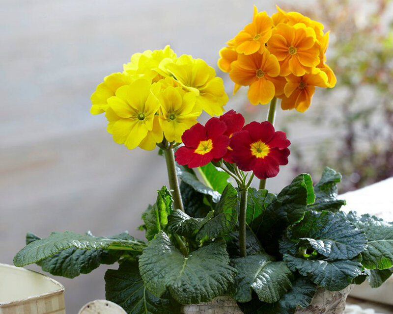 Potted Primroses — Yellow