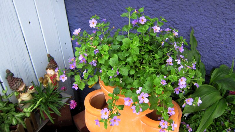 Potted Purple Flowers — Calm