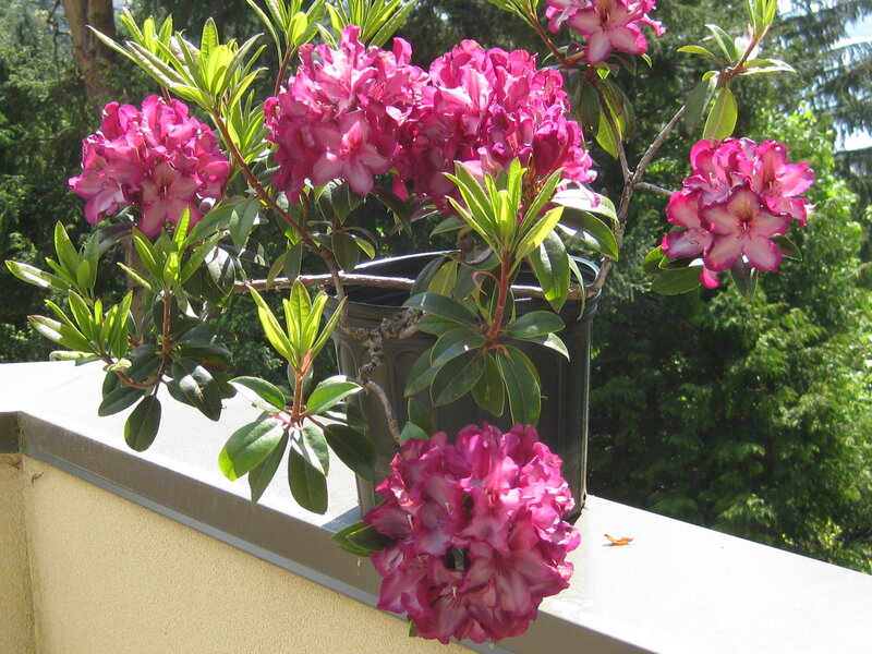 Potted Rhododendron Flowers
