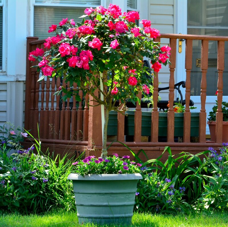 Potted Rose Bush — Green