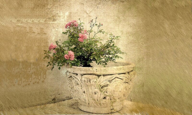 Potted Rose Bush