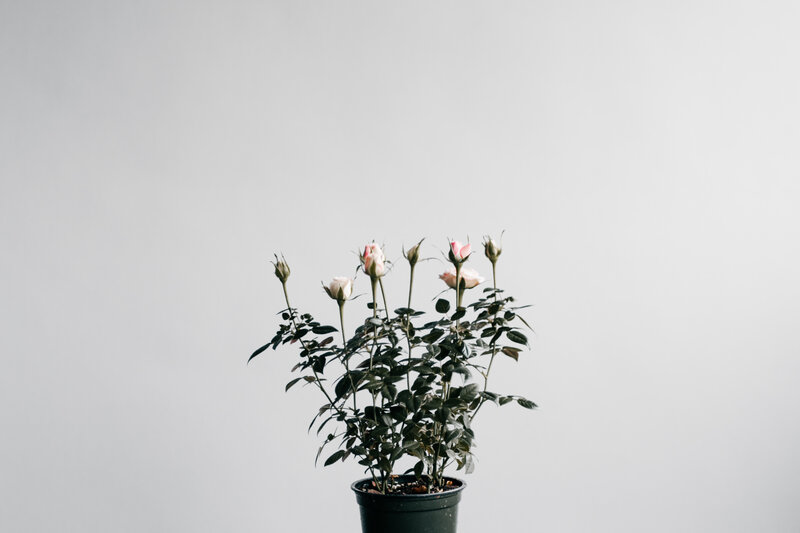 potted rose plant with buds