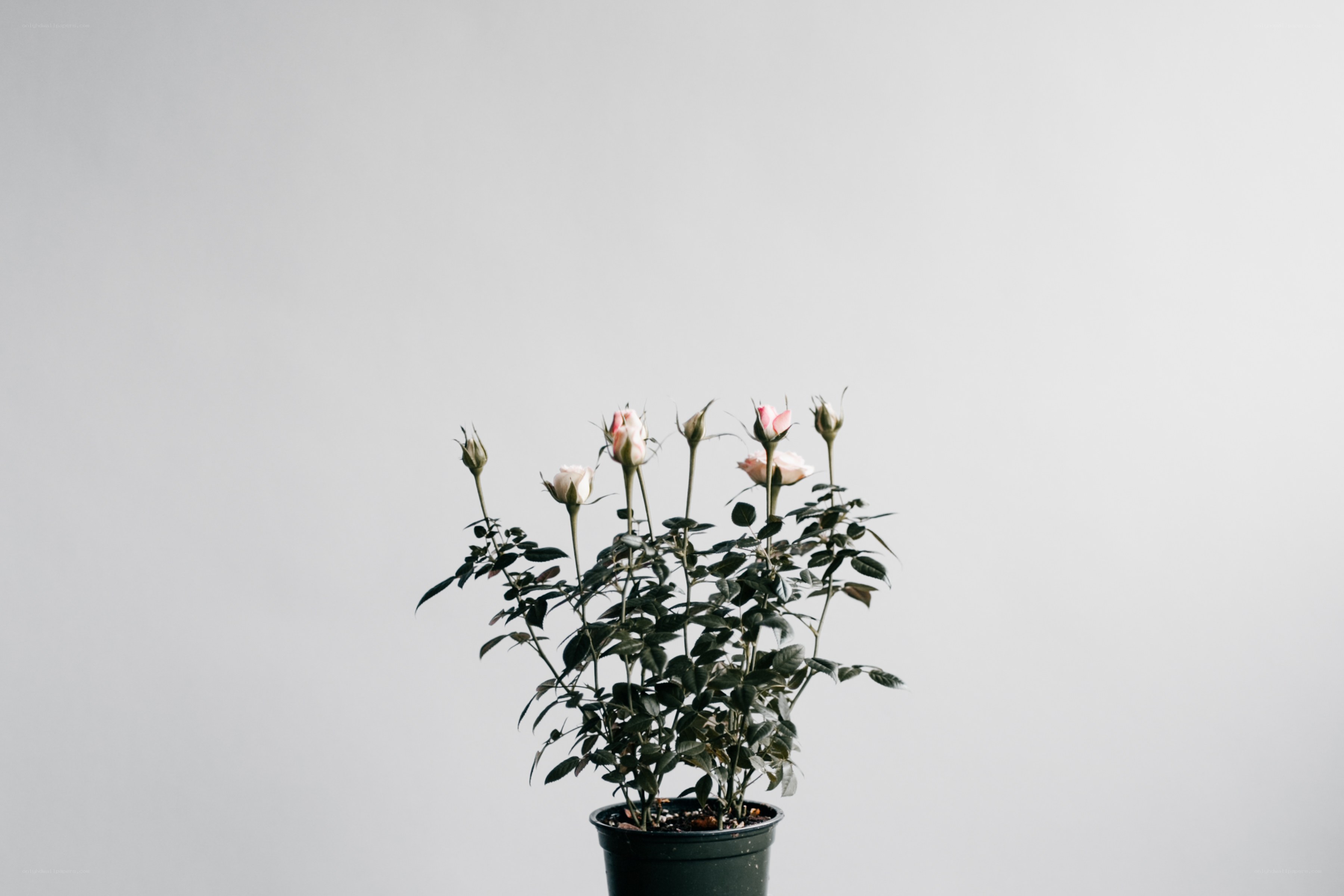potted rose plant with buds