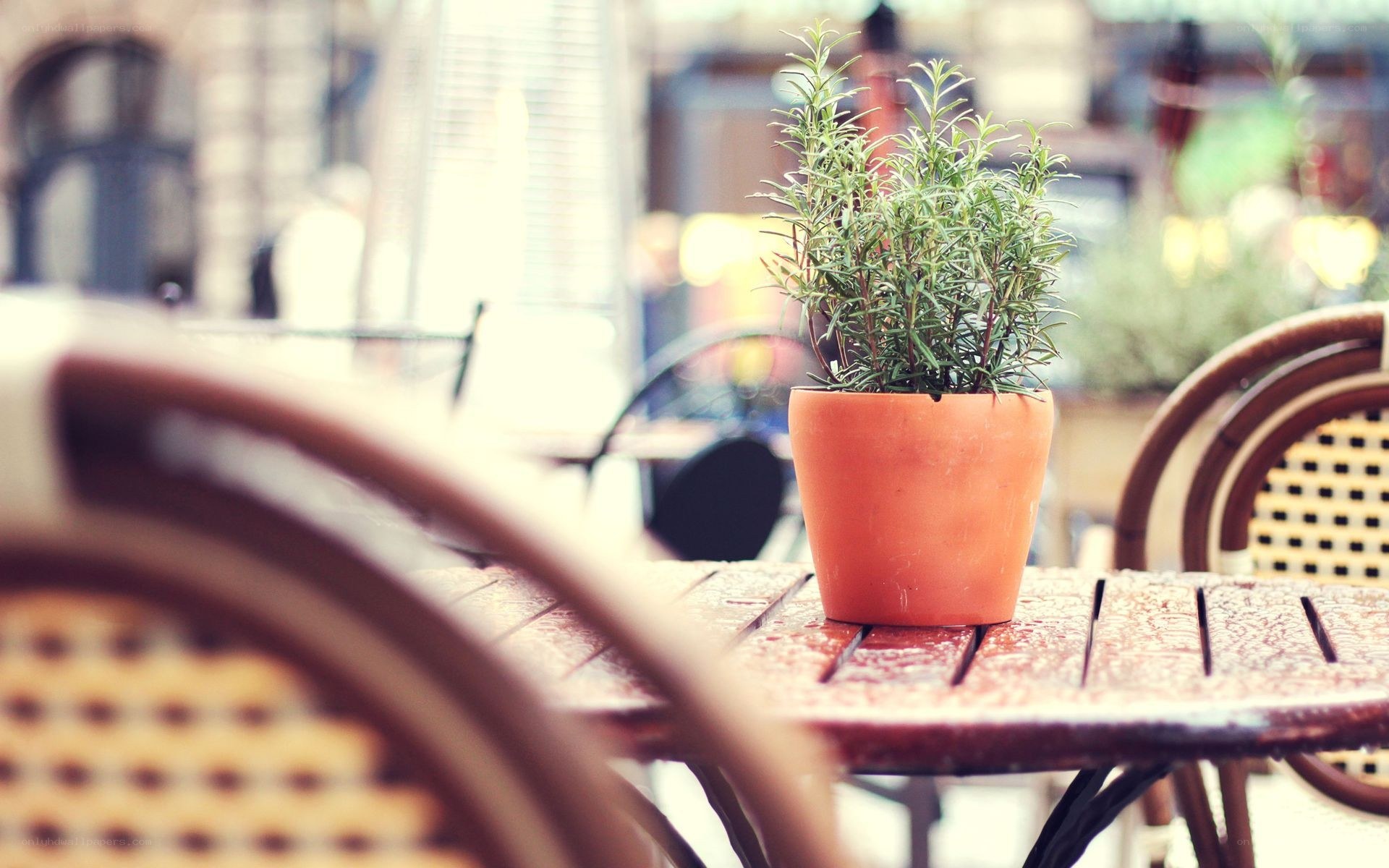 potted rosemary on a cafe table